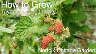 How to grow Tayberry and Loganberry vines