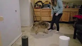 Brady All Dogs Parkour Anywhere track: Regular, Level 1