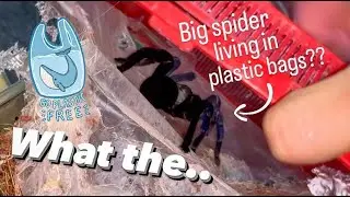 Tarantula makes PLASTIC BAG her home ?!!