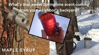 Backyard Maple Syrup Making in the Northwoods