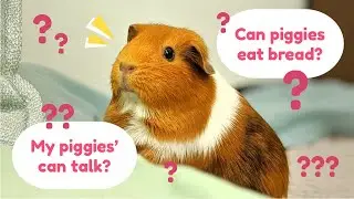 All Your Guinea Pig Questions Answered | Q&A Part 2 | GuineaDad