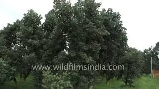 Fields of Dhak, Palash, Flame-of-the-forest or Tesu trees, as feed for lacquer insects