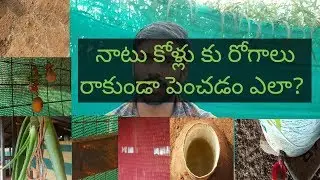 నాటు కోళ్లు కు రోగాలు రాకుండా పెంచడం ఎలా? How to Raise Chickens without  diseases in winter.