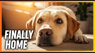 REJECTED DOG Nobody Wanted Him for 5 Years&mdash;Until One Photo Broke the Silence
