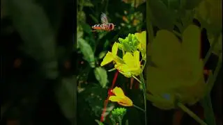 Hover flies Syrphid flies #shorts