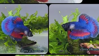Betta Macho Flama Media Luna