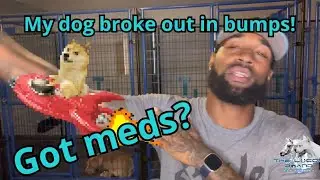How I use antibiotics to treat my dogs! FREE GAME