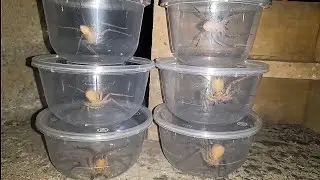 Catching Six of the Largest Spiders Using a Plastic Bowl 