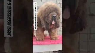 Most Aggressive Tibetan Mastiff Grooming Very Risky 🥶☠️#viral#trending#shorts#tibetanmastiff#short