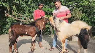 India Ke Top Line Wale Kota Breeders Aur Unka Breeding Setup | Bakriyaa Aur Kids | Panvel Goat Farm