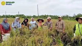 Monitoring Panen dan Rencana Olah Lahan di Desa Mancung, Kec Kelapa, Kab Bangka Barat.
