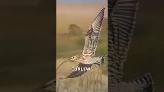 The Fascinating World of Curlew Birds