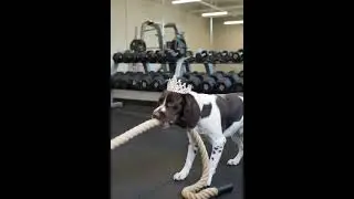 Gym Ropes