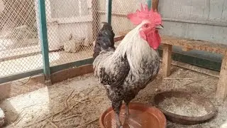 Rooster crowing sounds in the morning 🐓 #birds 