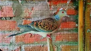 ORIENTAL TURTLE DOVE ( OTD ) NO WILD BEHAVIOUR ANY MORE