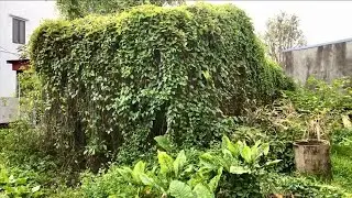 Terrified when cleaning an abandoned house overgrown with weeds and vines