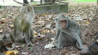 Jade Bring Her Bb Sit With Teresa Near Tree in Late Evening  Bro 126