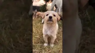 Help kro street dogs ke🙏 target #dog #street #puppy #doglife 4k subscribe#dog #puppylove #shorts