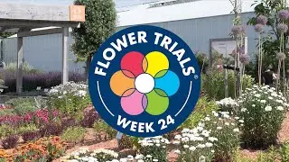 FlowerTrials 2022 DeKwakel - D&uuml;mmen Orange