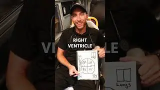Heart Blood Flow In Under One Minute!