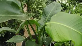 Strelitzia Bird Of Paradise 90cm | Live from the Nursery Series