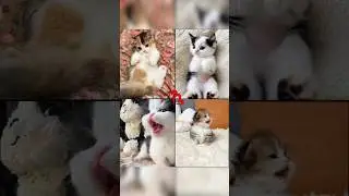 Adorable cats showcasing their charming personalities &hearts;️&hearts;️ #cat #catlovers #shorts #song #cats