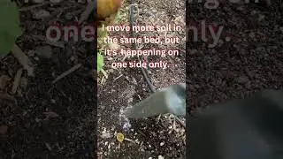 🌺Soil Problem, in My Raised Bed?