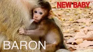 SUPER CUTE  BABY BARON, BABY BARON HAVING GOLDEN EARS, BRIANA LOOK VERY HAPPY TO HAVE BARON