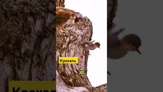 Крохаль