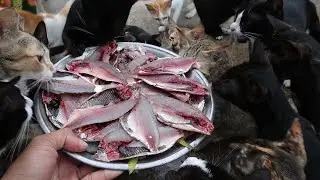 Delicious​ fish - Cat eating Delicious fish | Kitten eating raw fish | Raw feeding