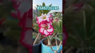 White flowers with Purple and Pink Borders | #adenium #flower #garden #nature #blooms