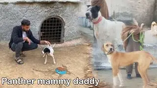 Fighter Dog's panther mammy and daddy #animals
