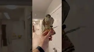 Double tid-bit for the last flight of the evening! #falconry #americankestrel #kestrel