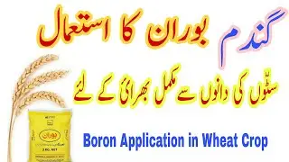 Boron Application in Wheat Crop | How to fill wheat spikes with grain | How to use Boron in Wheat