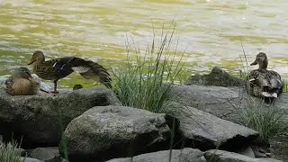 Mallard Ducklings (58 days old) chilling with Mama