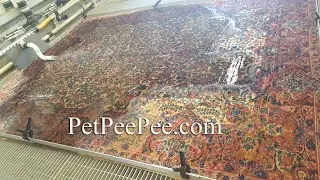 Oriental rug cleaning service by PetPeePee company