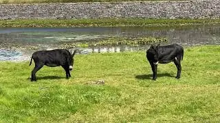 Donkeys at Ballyvaughan, 8.8.2025