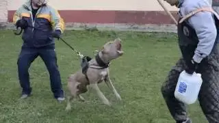 *JUNIOR* EXTASY BANDOG FEMALE (14 MONTHS)