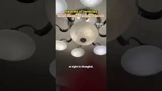 【Swarms of termites infest Shanghai neighborhoods】