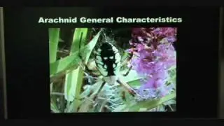 Spider Class 101: A Spider's Anatomy