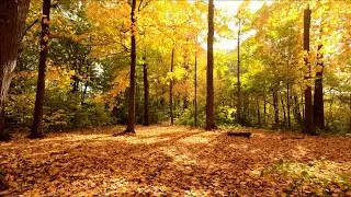 Enchanting Autumn Forests with Beautiful Piano Music - Beautiful Relaxing Music - Nature auturm