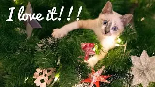Why Do Cats Love Christmas Trees?