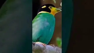 #birdbirdsplanet #birds #birdplanet #cuteanimals