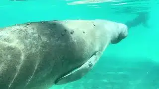 3. SUP paddle boarding with Manatees at crystal river #manatees #paddleboarding #crystalriver 