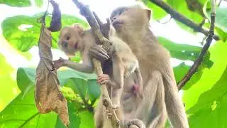 Mother Monkey Alissa brings Baby Monkey Alberto to take care of on the tree