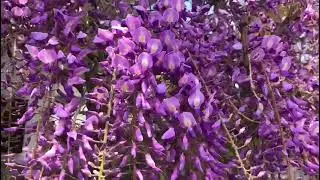 AMAZING WISTERIA AT SENNAN CITY. УДИВИТЕЛЬНАЯ ГЛИЦИНИЯ В ГОРОДЕ СЕННАН