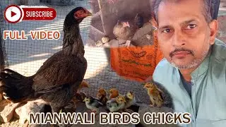 Mainwali Aseel murga#aseel birds#mainwali#viral video#for you #pure Aseel murga ##Subscribe #chicks