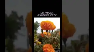 Bunga kuning. Asyiknya lihat bunga berwarna kuning cerah cantik. Pagi yang indah ppii