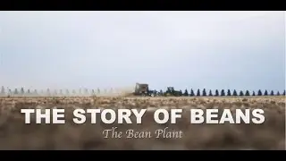 The Story of Beans Episode 2 - The Bean Plant