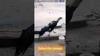 Aseel murga parrot brick #birds #aseelmurga #roosterfarm #chicken #shorts